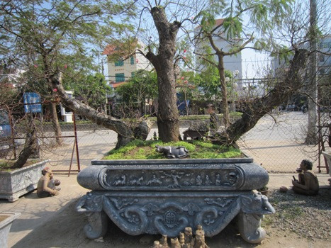 Theo chị Hà chủ vườn hoa Đào Đạo (Hà Nội), gốc đào giá trị lên đến gần 300 triệu đồng Theo chị Hà chủ vườn hoa Đào Đạo (Hà Nội), gốc đào giá trị lên đến gần 300 triệu đồng