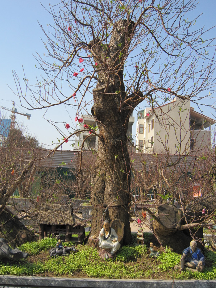 Một "cánh tay" giữa của gốc đào trị giá hàng trăm triệu đồng. Một "cánh tay" giữa của gốc đào trị giá hàng trăm triệu đồng.