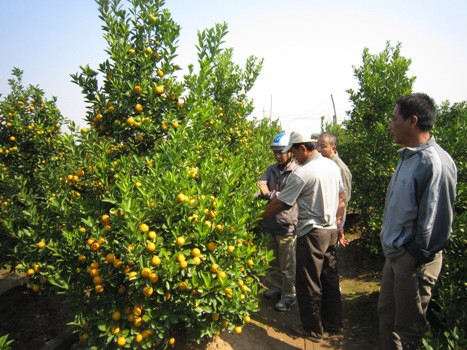So với năm ngoái, đến thời điểm này năm nay lượng khách đến đặt, mua quất khá thưa thớt.