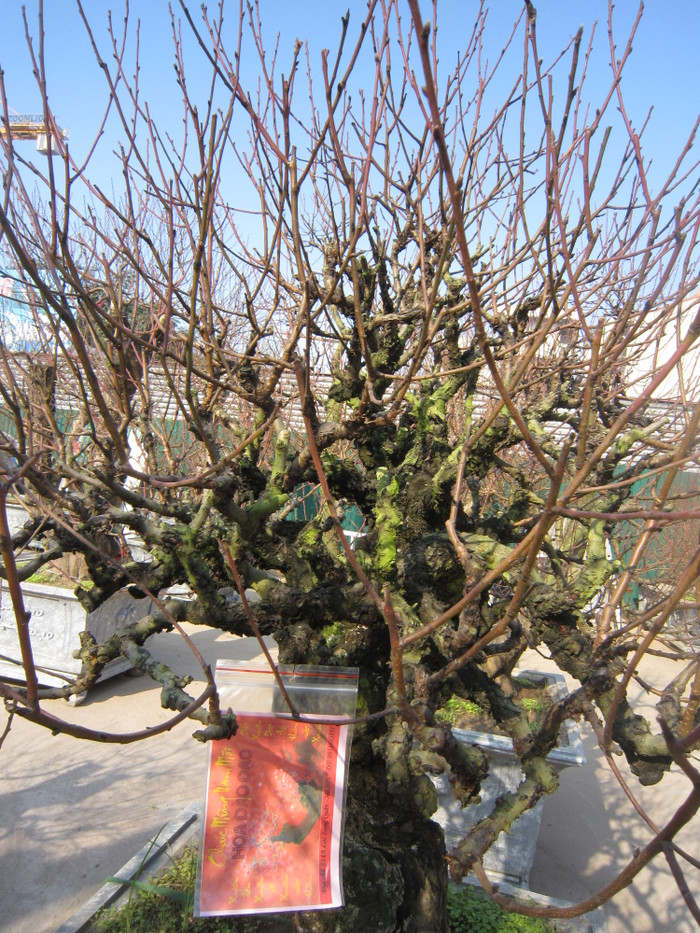 Cứ mỗi độ Tết đến Xuân về, ai cũng muốn tìm cho mình một cây đào, môt cành đào, để phảng phất không khí mùa xuân, cầu chúc sinh khí ,lộc làm ăn bền vững thịnh vượng cho gia đình. Cứ mỗi độ Tết đến Xuân về, ai cũng muốn tìm cho mình một cây đào, môt cành đào, để phảng phất không khí mùa xuân, cầu chúc sinh khí ,lộc làm ăn bền vững thịnh vượng cho gia đình.