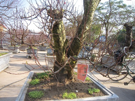 Ngoài đào già dáng song thụ hay cây đào dáng trực thì những cây đào dáng trực gốc to cũng được nhiều người chú ý và ưu chuộng. Ngoài đào già dáng song thụ hay cây đào dáng trực thì những cây đào dáng trực gốc to cũng được nhiều người chú ý và ưu chuộng.