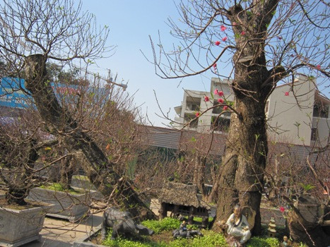 Để có những gốc đào "bạc tỉ" như vậy, ngoài số tiền mua gốc còn phải kể đến công chăm sóc và uốn nắn của chủ vườn là rất lớn Để có những gốc đào "bạc tỉ" như vậy, ngoài số tiền mua gốc còn phải kể đến công chăm sóc và uốn nắn của chủ vườn là rất lớn