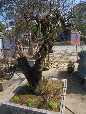 Hầu hết những gốc đào đẹp, gắn biển đã được niêm yết tên người thuê trước giờ G