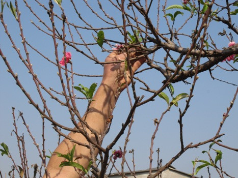 Năm nay nhiều chủ vườn đã tuốt lộc từ rất sớm, tránh tình trạng rét kéo dài ảnh hưởng đến chất lượng ra nụ của đào. Năm nay nhiều chủ vườn đã tuốt lộc từ rất sớm, tránh tình trạng rét kéo dài ảnh hưởng đến chất lượng ra nụ của đào.