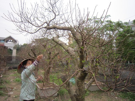 Theo kinh nghiệm của nhiều chủ vườn, sau khi tuốt lá đào xong, nếu trời nắng nóng kéo dài, phải làm giàn che và phun nước lạnh thường xuyên toàn bộ tán, thân cây đào, hãm cho đào không ra hoa sớm. Nếu trời rét kéo dài, cũng phải làm giàn che cho đào và hàng ngày tưới nước ấm vào quanh gốc đào để đảm bảo đủ nhiệt độ kích thích cho đào ra hoa đúng kỳ hạn. Theo kinh nghiệm của nhiều chủ vườn, sau khi tuốt lá đào xong, nếu trời nắng nóng kéo dài, phải làm giàn che và phun nước lạnh thường xuyên toàn bộ tán, thân cây đào, hãm cho đào không ra hoa sớm. Nếu trời rét kéo dài, cũng phải làm giàn che cho đào và hàng ngày tưới nước ấm vào quanh gốc đào để đảm bảo đủ nhiệt độ kích thích cho đào ra hoa đúng kỳ hạn.