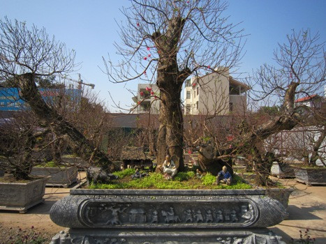 Với thế cây đẹp, gốc cây có độ tuổi cao, giá trị gốc đào còn nằm ở thế tọa hình mang ý nghĩa ba đôi tay dang rộng và vươn xa. Với thế cây đẹp, gốc cây có độ tuổi cao, giá trị gốc đào còn nằm ở thế tọa hình mang ý nghĩa ba đôi tay dang rộng và vươn xa.