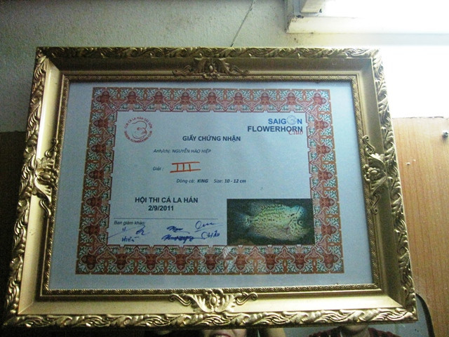 Nuôi cá cũng có nhiều thú vui của riêng nó. Có cả những cuộc thi “sắc đẹp” dành cho cá để vinh danh cả cá và chủ. Nuôi cá cũng có nhiều thú vui của riêng nó. Có cả những cuộc thi “sắc đẹp” dành cho cá để vinh danh cả cá và chủ.