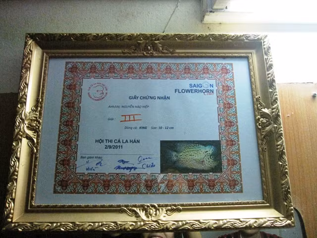 Nuôi cá cũng có nhiều thú vui của riêng nó. Có cả những cuộc thi “sắc đẹp” dành cho cá để vinh danh cả cá và chủ.