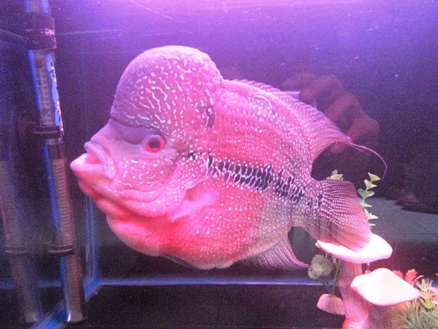 Cá la hán là một trong những loại cá nhập ngoại cao cấp đắt nhất . Giá bán buôn có thể lên đến 12 triệu đồng/con. Loài cá này chỉ thích hợp với khí hậu ấm trên 32 độ C. Vì vậy người nuôi phải dùng cả máy sấy nước để theo dõi và kịp thời điều chỉnh nhiệt độ nước