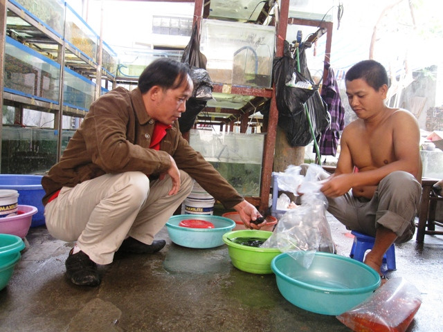 Khách mua đến tận “sào huyệt” để chọn cá Khách mua đến tận “sào huyệt” để chọn cá