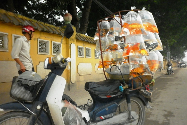 Những người bán cá cảnh dạo đường đều nhập cá từ làng Yên Phụ đến phố phường Những người bán cá cảnh dạo đường đều nhập cá từ làng Yên Phụ đến phố phường