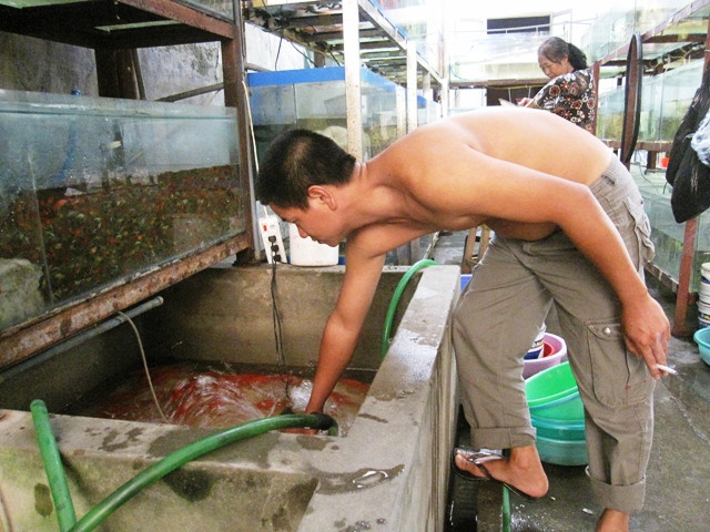 Công việc nuôi cá tưởng chừng như đơn giản, thanh nhàn nhưng thực ra lại vô cùng công phu, đòi hỏi người nuôi cá phải thực sự đam mê, cẩn thận, tỉ mỉ thì mới có thể làm được Công việc nuôi cá tưởng chừng như đơn giản, thanh nhàn nhưng thực ra lại vô cùng công phu, đòi hỏi người nuôi cá phải thực sự đam mê, cẩn thận, tỉ mỉ thì mới có thể làm được