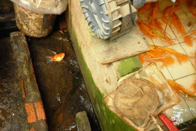 Hoặc phượng tiện kĩ thuật hiện đại hơn : máy xử lí nước. Hàng ngày, người nuôi cá phải dậy từ sớm, kiểm tra từng bể cá, vớt cá con, thăm bệnh và cho cá ăn. Riêng cá con chưa ăn được giun thì họ phải ra ao hồ từ sớm để vớt hồng trần(tên dân gian của một loại sinh vật nhỏ như hạt bụi, nổi trên mặt nước vào sáng sớm), lọc lấy những con thật nhỏ cá con mới ăn được. Buổi chiều họ lại cho cá ăn và thăm bệnh rồi cọ bể, thay nước... Hoặc phượng tiện kĩ thuật hiện đại hơn : máy xử lí nước. Hàng ngày, người nuôi cá phải dậy từ sớm, kiểm tra từng bể cá, vớt cá con, thăm bệnh và cho cá ăn. Riêng cá con chưa ăn được giun thì họ phải ra ao hồ từ sớm để vớt hồng trần(tên dân gian của một loại sinh vật nhỏ như hạt bụi, nổi trên mặt nước vào sáng sớm), lọc lấy những con thật nhỏ cá con mới ăn được. Buổi chiều họ lại cho cá ăn và thăm bệnh rồi cọ bể, thay nước...