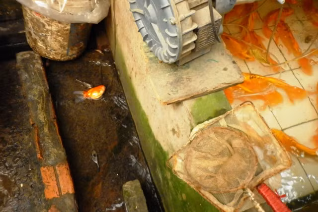 Hoặc phượng tiện kĩ thuật hiện đại hơn : máy xử lí nước. Hàng ngày, người nuôi cá phải dậy từ sớm, kiểm tra từng bể cá, vớt cá con, thăm bệnh và cho cá ăn. Riêng cá con chưa ăn được giun thì họ phải ra ao hồ từ sớm để vớt hồng trần(tên dân gian của một loại sinh vật nhỏ như hạt bụi, nổi trên mặt nước vào sáng sớm), lọc lấy những con thật nhỏ cá con mới ăn được. Buổi chiều họ lại cho cá ăn và thăm bệnh rồi cọ bể, thay nước...