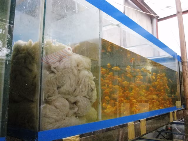 Để lọc nước sạch cho bể cá, người nuôi sử dụng cách thủ công bằng những tấm bông lớn