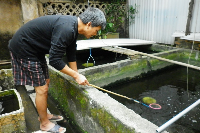 Gia đình Bác Đoàn Đức Hoàn đã hơn 50 năm theo nghề, một trong những hộ hiếm hoi còn lại của làng vẫn tự nuôi được cá cảnh Gia đình Bác Đoàn Đức Hoàn đã hơn 50 năm theo nghề, một trong những hộ hiếm hoi còn lại của làng vẫn tự nuôi được cá cảnh