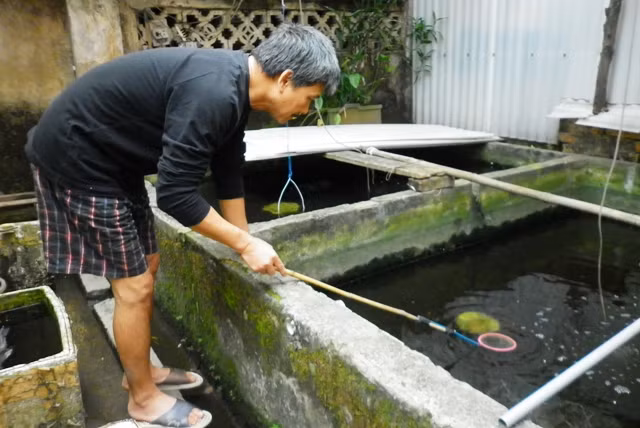 Gia đình Bác Đoàn Đức Hoàn đã hơn 50 năm theo nghề, một trong những hộ hiếm hoi còn lại của làng vẫn tự nuôi được cá cảnh