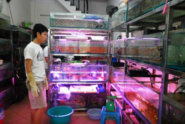 Ngày nay, Yên Phụ chỉ còn khoảng 20 hộ còn đeo đuổi nghề, nhưng chủ yếu buôn cá cảnh với nhiều giống cá nhập ngoại độc đáo, đắt tiền. Cá cảnh được đưa về cả bằng máy bay, trong những thùng, hộp bơm đầy ôxy. Chúng được nuôi bằng nước máy, bể kính trong suốt, sủi tăm liên tục ngày đêm, ăn thức ăn “fast-food”... Tuy nhiên, vẫn còn những giống cá thuần chủng của làng Yên Phụ như: cá vàng, cá kiếm, cá chọi... được những người yêu nghề truyền thống của ông cha gìn giữ Ngày nay, Yên Phụ chỉ còn khoảng 20 hộ còn đeo đuổi nghề, nhưng chủ yếu buôn cá cảnh với nhiều giống cá nhập ngoại độc đáo, đắt tiền. Cá cảnh được đưa về cả bằng máy bay, trong những thùng, hộp bơm đầy ôxy. Chúng được nuôi bằng nước máy, bể kính trong suốt, sủi tăm liên tục ngày đêm, ăn thức ăn “fast-food”... Tuy nhiên, vẫn còn những giống cá thuần chủng của làng Yên Phụ như: cá vàng, cá kiếm, cá chọi... được những người yêu nghề truyền thống của ông cha gìn giữ