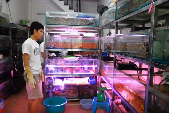 Ngày nay, Yên Phụ chỉ còn khoảng 20 hộ còn đeo đuổi nghề, nhưng chủ yếu buôn cá cảnh với nhiều giống cá nhập ngoại độc đáo, đắt tiền. Cá cảnh được đưa về cả bằng máy bay, trong những thùng, hộp bơm đầy ôxy. Chúng được nuôi bằng nước máy, bể kính trong suốt, sủi tăm liên tục ngày đêm, ăn thức ăn “fast-food”... Tuy nhiên, vẫn còn những giống cá thuần chủng của làng Yên Phụ như: cá vàng, cá kiếm, cá chọi... được những người yêu nghề truyền thống của ông cha gìn giữ