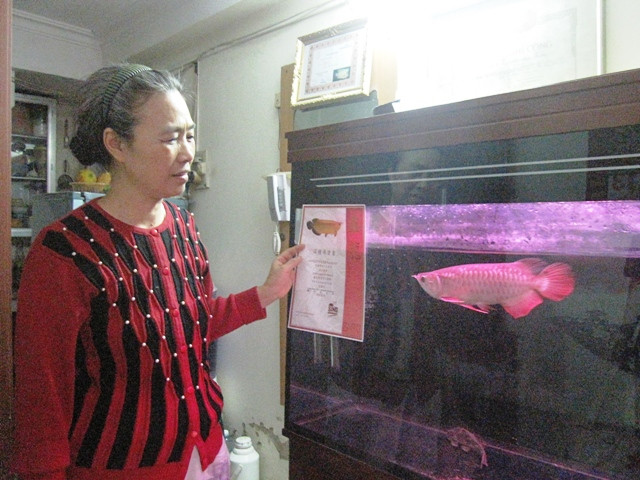 Thậm chí, loài cá rồng này còn cả giấy khai sinh Thậm chí, loài cá rồng này còn cả giấy khai sinh