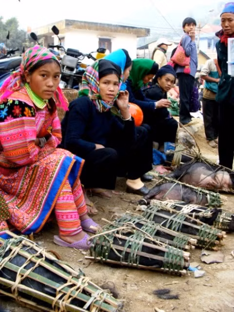 Lợn cắp nách, đặc sản người dân vùng biên giới Hà Giang Lợn cắp nách, đặc sản người dân vùng biên giới Hà Giang