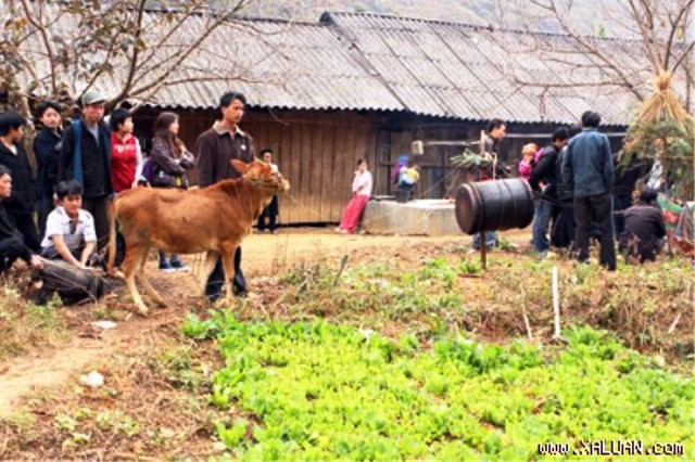Theo phong tục của người Mông tại Mèo Vạc, Hà Giang, lễ Ma khô là tục lệ tiễn linh hồn người chết về quê cha đất tổ của người Mông. Trong lễ tang người chết, thầy cúng hứa với ma sẽ làm lễ ma khô (làm lễ chay) 12 ngày sau khi chôn cất. Nếu đến ngày đó mà gia đình chưa có điều kiện thì sẽ phải hứa lại, nếu không làm sẽ bị ma quấy rối không cho làm ăn, làm mặc tốt đẹp. Trong giao tiếp người Mông sống rất tín nghĩa, đã hẹn làm điều gì thì phải làm cho bằng được không để anh em, bạn bè mất lòng vì mình. Vì thế, ngay khi có điều kiện, người Mông sẽ mời thầy cúng về làm lễ và mời anh em họ hàng dòng họ tới chứng kiến và tham dự. Theo phong tục của người Mông tại Mèo Vạc, Hà Giang, lễ Ma khô là tục lệ tiễn linh hồn người chết về quê cha đất tổ của người Mông. Trong lễ tang người chết, thầy cúng hứa với ma sẽ làm lễ ma khô (làm lễ chay) 12 ngày sau khi chôn cất. Nếu đến ngày đó mà gia đình chưa có điều kiện thì sẽ phải hứa lại, nếu không làm sẽ bị ma quấy rối không cho làm ăn, làm mặc tốt đẹp. Trong giao tiếp người Mông sống rất tín nghĩa, đã hẹn làm điều gì thì phải làm cho bằng được không để anh em, bạn bè mất lòng vì mình. Vì thế, ngay khi có điều kiện, người Mông sẽ mời thầy cúng về làm lễ và mời anh em họ hàng dòng họ tới chứng kiến và tham dự.