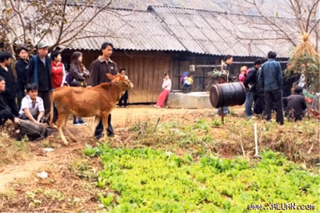 Theo phong tục của người Mông tại Mèo Vạc, Hà Giang, lễ Ma khô là tục lệ tiễn linh hồn người chết về quê cha đất tổ của người Mông. Trong lễ tang người chết, thầy cúng hứa với ma sẽ làm lễ ma khô (làm lễ chay) 12 ngày sau khi chôn cất. Nếu đến ngày đó mà gia đình chưa có điều kiện thì sẽ phải hứa lại, nếu không làm sẽ bị ma quấy rối không cho làm ăn, làm mặc tốt đẹp. Trong giao tiếp người Mông sống rất tín nghĩa, đã hẹn làm điều gì thì phải làm cho bằng được không để anh em, bạn bè mất lòng vì mình. Vì thế, ngay khi có điều kiện, người Mông sẽ mời thầy cúng về làm lễ và mời anh em họ hàng dòng họ tới chứng kiến và tham dự.