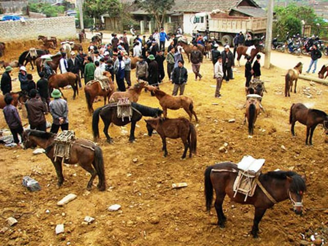 Nhộn nhịp giữa trung tâm mua bán ngựa