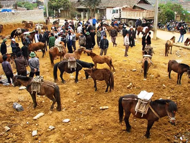 Nhộn nhịp giữa trung tâm mua bán ngựa