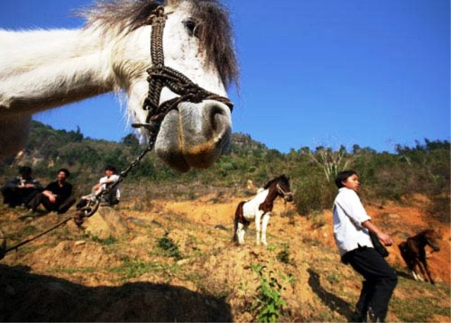 Những chú ngựa mãnh dũng thường được chọn mua về huấn luyện tham gia thi đấu tại cuộc thi đua ngựa giữa ba tỉnh Lào Cai, Yên Bái, Phú Thọ