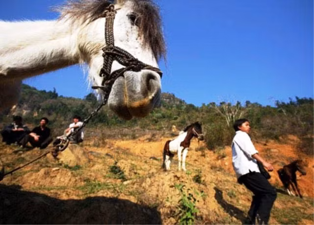 Những chú ngựa mãnh dũng thường được chọn mua về huấn luyện tham gia thi đấu tại cuộc thi đua ngựa giữa ba tỉnh Lào Cai, Yên Bái, Phú Thọ