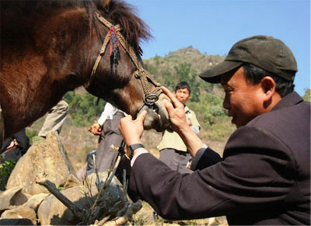 Người mua ngựa muốn biết xem tuổi ngựa thường banh mõm ngựa ra xem răng