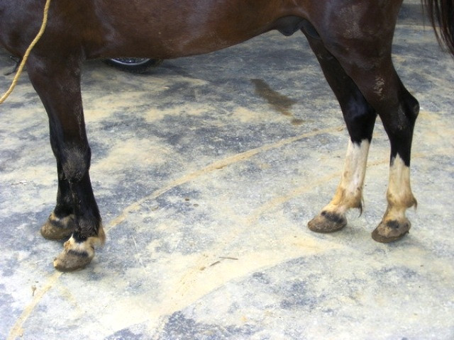 Cẩn thận chọn ngựa từ mắt đến chân