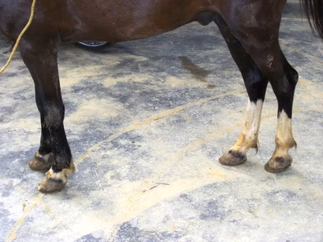 Cẩn thận chọn ngựa từ mắt đến chân