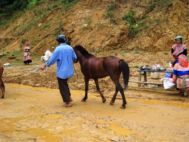 Dắt ngựa ra về...