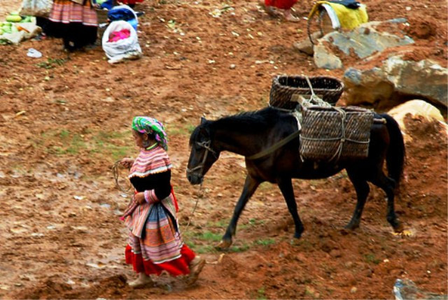 Sáng sớm, phụ nữ người Mông dắt ngựa xuống chợ bán. Không phải phiên chợ nào cũng bán được ngựa nhưng những người phụ nữ này vẫn mang ngựa xuống chợ, tạo lên 1 nét văn hóa độc đáo.