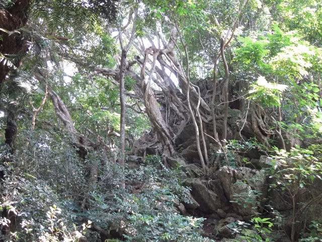 Cảnh đẹp của bãi đá cổ phía sau đền trình. Nhiều du khách đã đến chùa nhưng chưa khám phá nơi đây