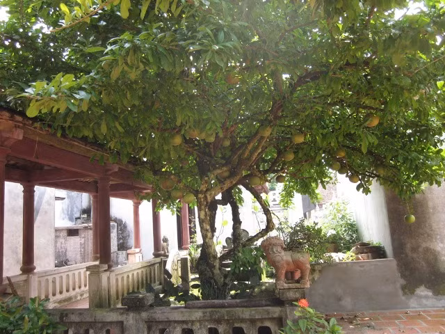 Cây đào tiên trăm tuổi trĩu quả trong khuôn viên chùa Bà Đanh