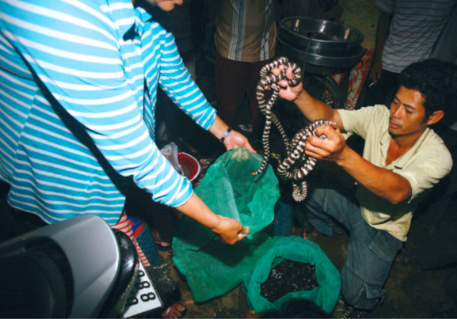 Rắn cặp nia giá bán khá cao, người mua dùng để ngâm rượu uống