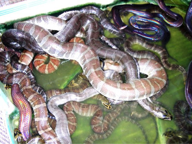 Một ngày, một người dân có thể bắt được 5 đến 7 kg rắn các loại