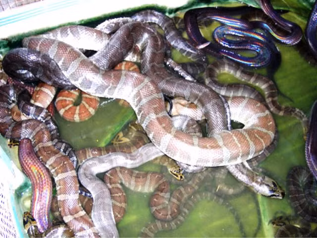 Một ngày, một người dân có thể bắt được 5 đến 7 kg rắn các loại