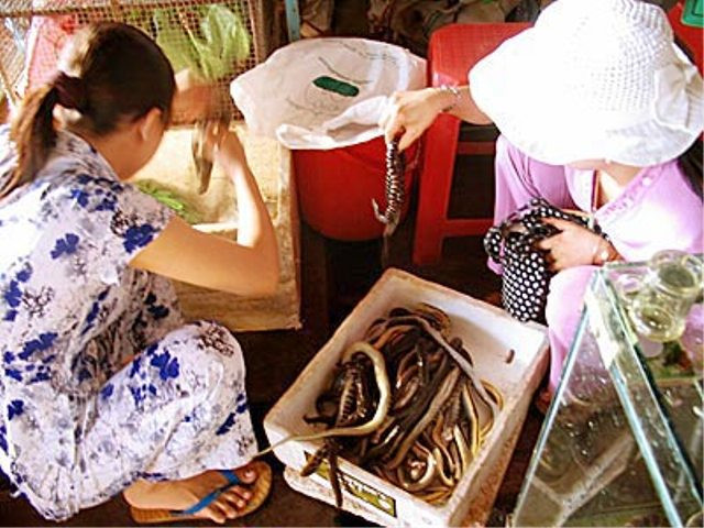 Trong số đó còn có nhiều loại rắn độc