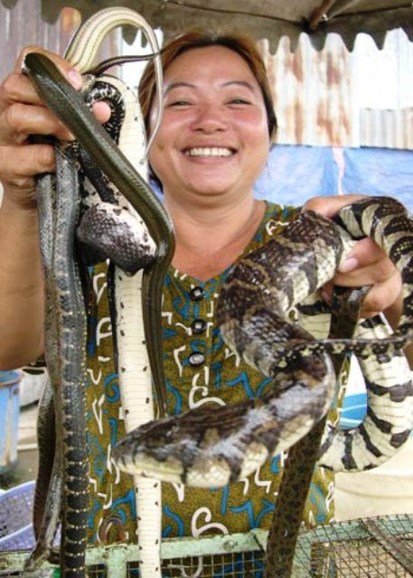 Trăn nước khá hiền và giá rẻ