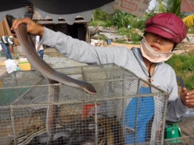 Những loại rắn bung búng, rắn nước thì chỉ 100 ngàn/kg. Rắn dằn ri giá khoảng 250.000 đồng/kg