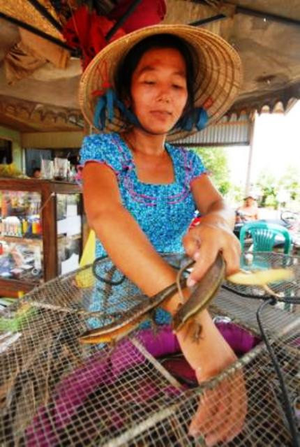 Giá bán các loại này khá cao, như loại rắn hỗ đất từ 700.000 đến 750.000 đồng một kg, rắn ri voi từ 360.000 đến 400.000 đồng một kg, thấp nhất là rắn bung súng giá cũng từ 80.000 đến 90.000 đồng một kg