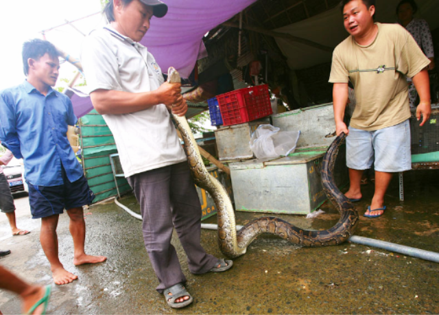 Sản vật đặc biệt là con trăn hoang dã bắt trên đồng, dài khoảng 6 – 7m, nặng hơn 20kg, do một thanh niên người Campuchia mang sang bán cho chủ vựa