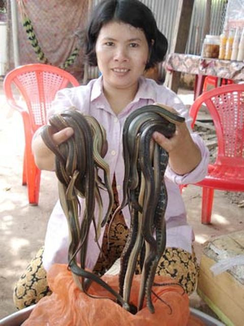 Mùa nước nổi, là lúc người dân mưu sinh nhờ săn bắt rắn