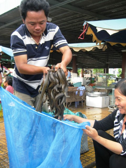 Rắn là một trong những "sản vật" mà mùa lũ mang lại của người dân vùng biên giới Tây Nam Bộ