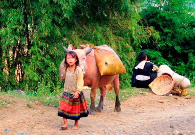 7 tuổi, tự đánh trâu ra chợ mua đồ cho bố mẹ 7 tuổi, tự đánh trâu ra chợ mua đồ cho bố mẹ