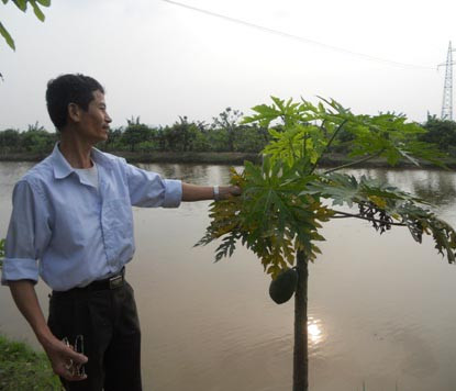 Theo anh Hoàng Văn Trình, cây cối cứ ra hoa là bị héo, không lớn lên được và dần sẽ bị chết mòn bởi khói của lò gạch.